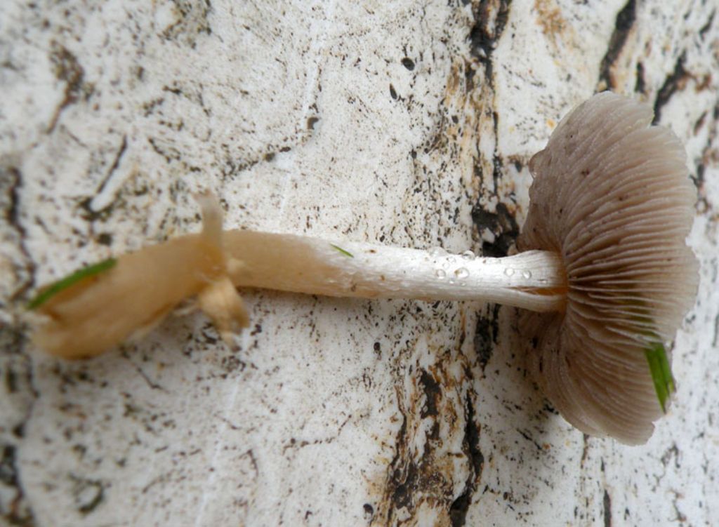 Inocybe (forse) con micro